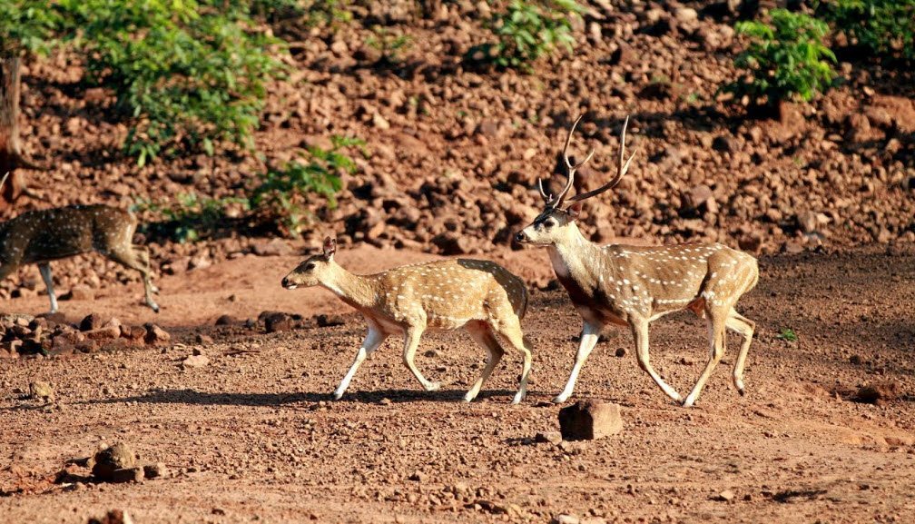 Kapilasa Wildlife Sanctuary